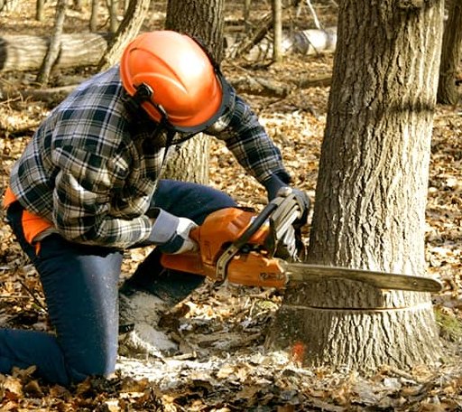 Tree Removal in Finger, TN